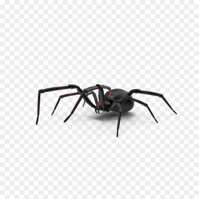 Black-Widow-Spiders-PNG-Photo-Image.png