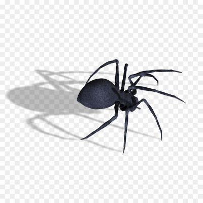 Black-Widow-Spiders-PNG-Pic-Background-Q2X8NT.png PNG Images Icons and Vector Files - pngsource