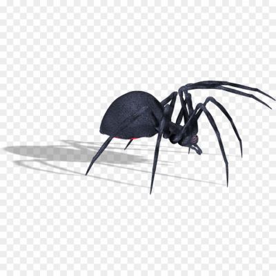 Black-Widow-Spiders-Transparent-Background.png