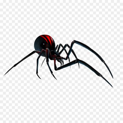 Black-Widow-Spiders-Transparent-Images.png
