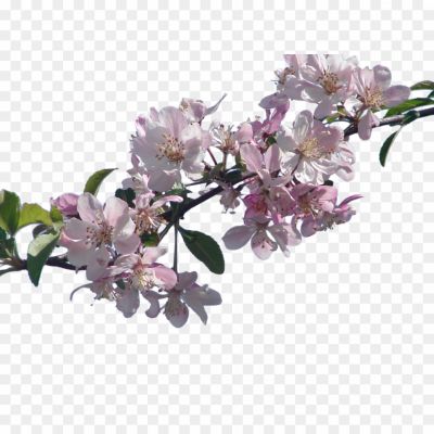 Blossom-PNG-Transparent.png