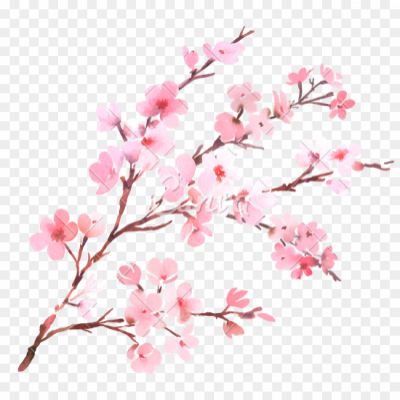 Blossom-PNG-Transparent-Images-U7LRJPHQ.png