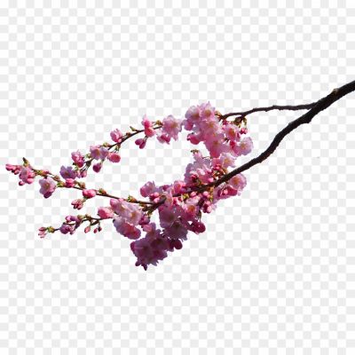 Blossom-PNG-Transparent-Photo.png