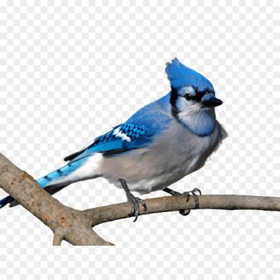 Blue-Jay-Background-PNG.png