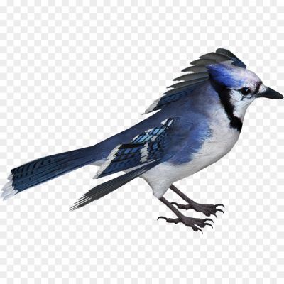 Blue-Jay-Free-PNG.png
