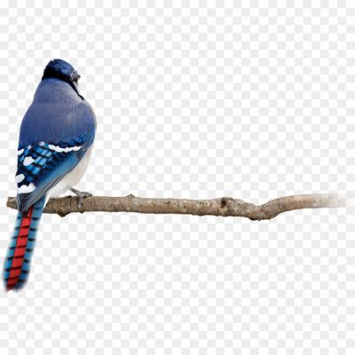 Blue-Jay-PNG-HD-Quality.png