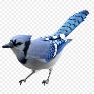 Blue-Jay-Transparent-Free-PNG.png