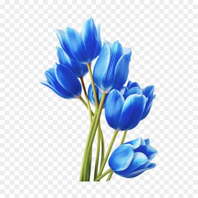 Blue-Tulip-PNG-Isolated-HD-Pngsource-35UX4J18.png