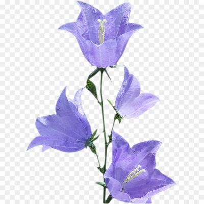 Bluebell-PNG-HD.png