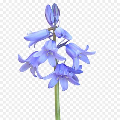 Bluebell-PNG-HD-Isolated.png