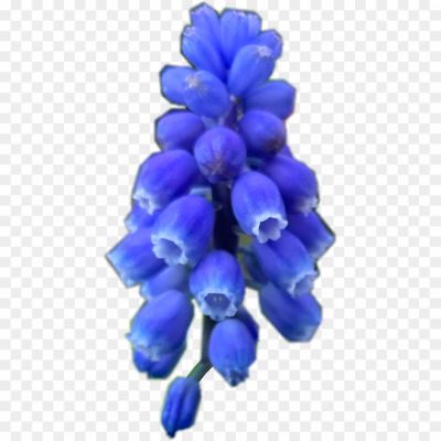 Bluebell-PNG-Isolated-Image.png