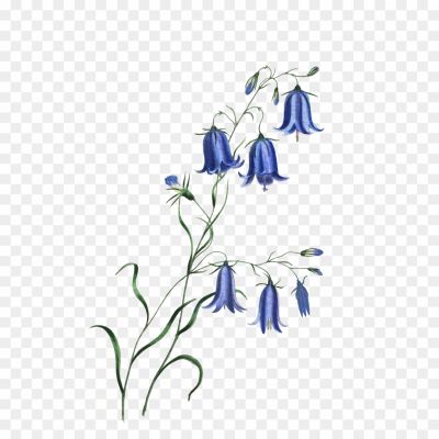 Bluebell-PNG-Isolated-Photo.png