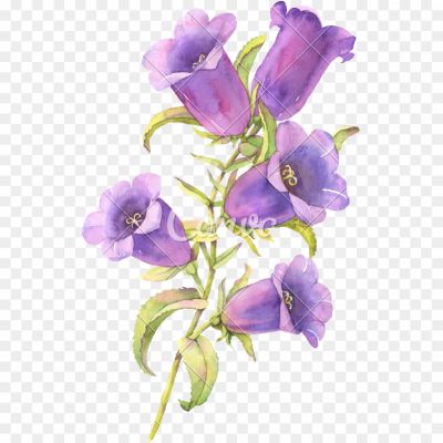 Bluebell-Transparent-Images-PNG.png