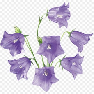 Bluebells-Flower-PNG-Image-8NTM041F.png
