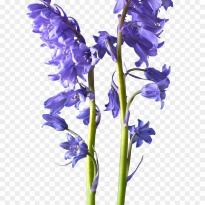 Bluebells-Flower-PNG-Pic-Pngsource-PKSZLJE0.png