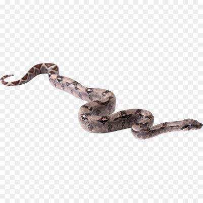 Boa-Constrictor-PNG-Clipart-Background.png