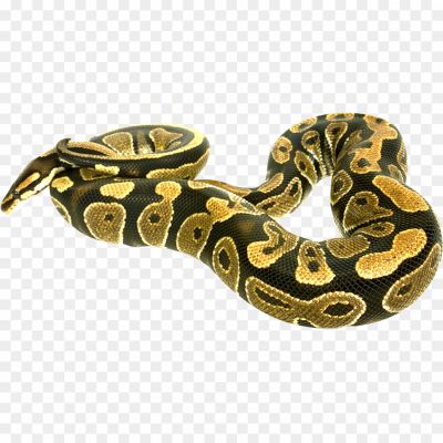 Boa-Constrictor-PNG-HD-Quality.png