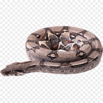 Boa-Constrictor-Transparent-Free-PNG.png PNG Images Icons and Vector Files - pngsource
