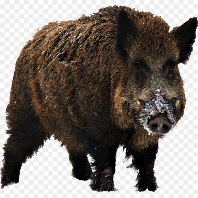 Boar-Background-PNG-Clip-Art-Image-Pngsource-81KFW79G.png