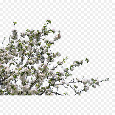 Branch-And-Flowers-Download-Free-PNG-Pngsource-EQKQY8HS.png