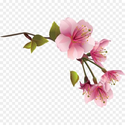 Branch-And-Flowers-Transparent-Images-Pngsource-SB0BTPI8.png PNG Images Icons and Vector Files - pngsource