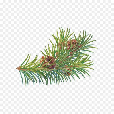 Branch-Fir-Tree-Background-PNG.png