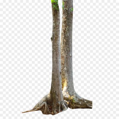 Branch-Tree-Trunk-PNG-Clipart-Pngsource-ANR78YXI.png