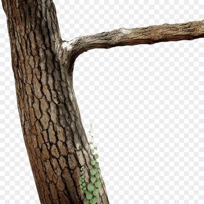 Branch-Tree-Trunk-PNG-File-Pngsource-UJPYPQNH.png