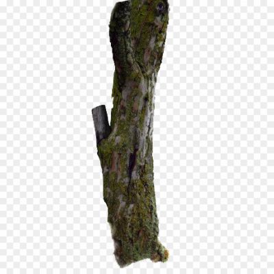 Branch-Tree-Trunk-PNG-Photos-Pngsource-6WDPQBHK.png