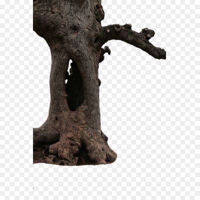 Branch-Tree-Trunk-PNG-Transparent-Image-Pngsource-W3QREKAU.png