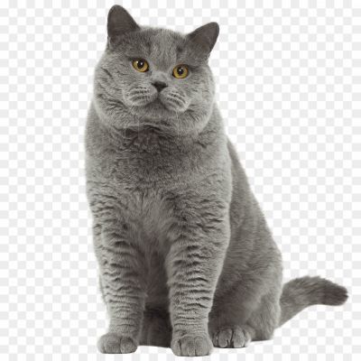 British-Shorthair-Cat-PNG-Photos-9H98WC81.png PNG Images Icons and Vector Files - pngsource