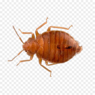 Brown Bug, Insect, Brown Coloration, Various Species, Pest Insects, Garden Pests, Agricultural Pests, Household Pests, Brown Bug Identification, Brown Bug Behavior, Brown Bug Habitat, Brown Bug Damage, Brown Bug Control, Brown Bug Prevention