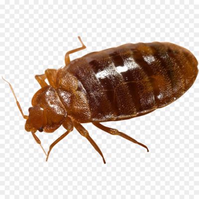 Brown Bug, Insect, Brown Coloration, Various Species, Pest Insects, Garden Pests, Agricultural Pests, Household Pests, Brown Bug Identification, Brown Bug Behavior, Brown Bug Habitat, Brown Bug Damage, Brown Bug Control, Brown Bug Prevention