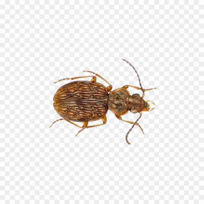 Brown Bug, Insect, Brown Coloration, Various Species, Pest Insects, Garden Pests, Agricultural Pests, Household Pests, Brown Bug Identification, Brown Bug Behavior, Brown Bug Habitat, Brown Bug Damage, Brown Bug Control, Brown Bug Prevention