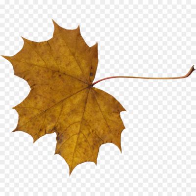 Brown-Maple-Leaf-Download-Free-PNG-9FH8GAB7.png