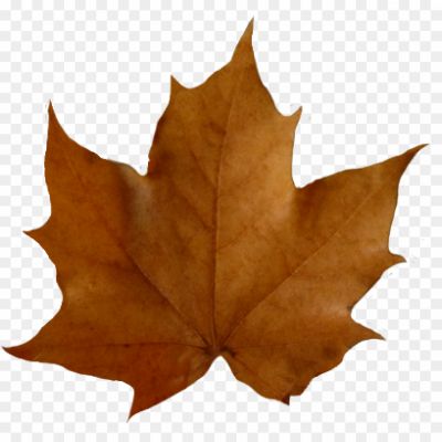 Brown-Maple-Leaf-Free-PNG-QWFTY6FG.png PNG Images Icons and Vector Files - pngsource