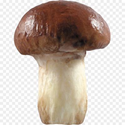 Brown-Mushrooms-Transparent-Background-Pngsource-S8X9KT11.png