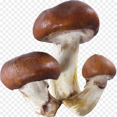 Brown Mushrooms, Cremini Mushrooms, Baby Bella Mushrooms, Edible Fungi, Mushroom Variety, Earthy Flavor, Meaty Texture, Versatile Ingredient, Savory, Nutritious, Vitamin-rich, Antioxidants, Low In Calories, High In Fiber, Cooking Ingredient, Mushroom Soup