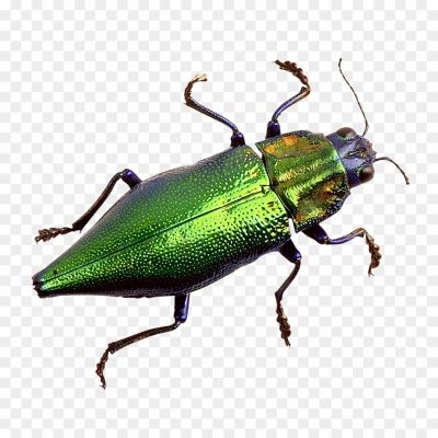 Beetle, Insect, Coleoptera Order, Diverse Species, Exoskeleton, Hard Wing Covers (elytra), Chewing Mouthparts, Six Legs, Beetle Identification, Beetle Habitat, Beetle Behavior, Beetle Diet, Beetle Adaptations, Beetle Life Cycle, Beetle Diversity, Beetle Ecology