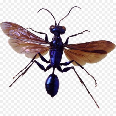 Bug-Transparent-Free-PNG-33L3EVME.png