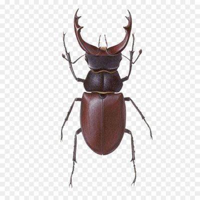 Bug-Transparent-Image-ZILOMERN.png