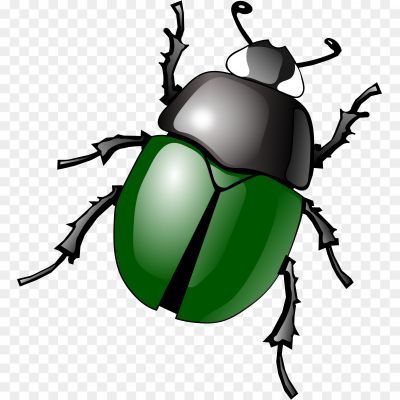 Beetle, Insect, Coleoptera Order, Diverse Species, Exoskeleton, Hard Wing Covers (elytra), Chewing Mouthparts, Six Legs, Beetle Identification, Beetle Habitat, Beetle Behavior, Beetle Diet, Beetle Adaptations, Beetle Life Cycle, Beetle Diversity, Beetle Ecology