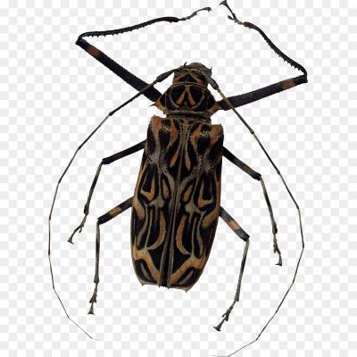 Bugs-Download-Free-PNG-Clip-Art-XKXYJ053.png