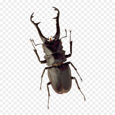 Bugs-PNG-Free-File-Download-4IN96FT5.png