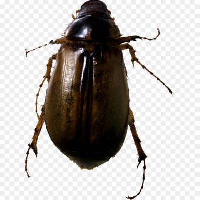 Bugs-PNG-Photo-Image-X6NJODG6.png