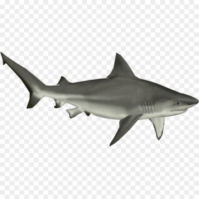 Bull-Shark-Download-Free-PNG.png