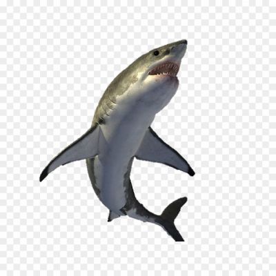 Bull-Shark-PNG-Background.png