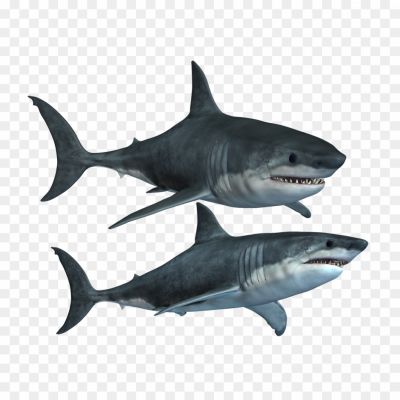 Bull-Shark-PNG-Clipart-Background.png