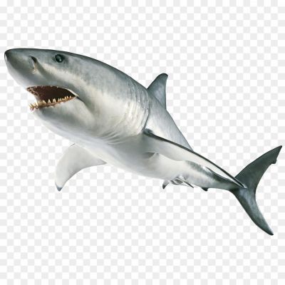 Bull-Shark-PNG-Photo-Image.png