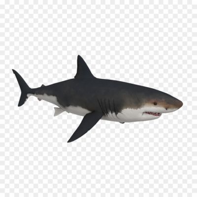 Bull-Shark-PNG-Photos.png